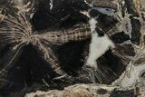 Petrified Wood (Schinoxylon) Round - Blue Forest, Wyoming #227663-1